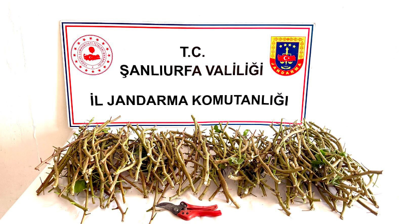 Şanlıurfa’nın Ceylanpınar ilçesinde, TİGEM işletmesi sahasında gerçekleştirilen jandarma devriyesinde fıstık