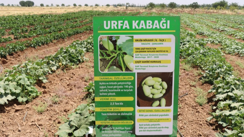 Urfa ajans ay