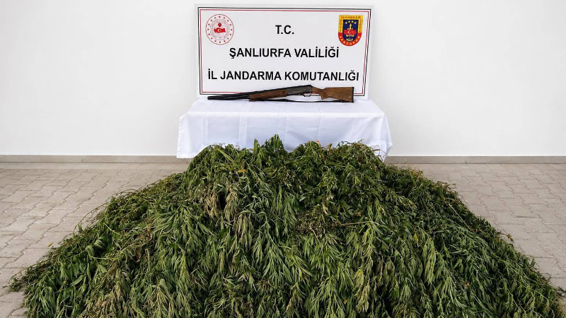 Şanlıurfa İl Jandarma Komutanlığı ekipleri, Bozova ilçesinde yasa dışı kenevir