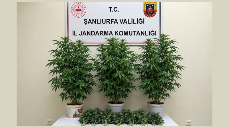 Şanlıurfa’nın Bozova ilçesinde jandarma ekiplerince düzenlenen operasyonda 13 kök kenevir