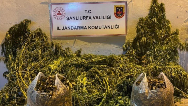 Şanlıurfa’nın Eyyübiye ilçesinde jandarma ekiplerince düzenlenen operasyonda 625 kök kenevir