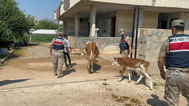 Şanlıurfa’nın Eyyübiye ilçesinde, internet üzerinden satışa çıkarılan 2 büyükbaş hayvanla