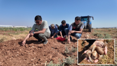 Şanlıurfa’da genç ziraat mühendislerinin, geçmişte bölgede yetiştirilen safranın yeniden üretime